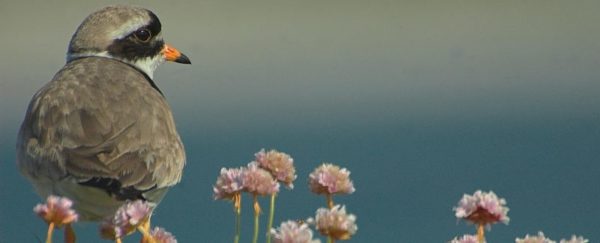Ringed Plover panorama 1 800x324 1, Order of Bards, Ovates & Druids.