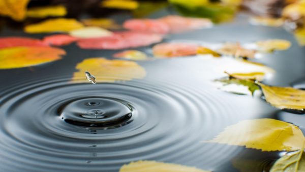 ripples, Order of Bards, Ovates & Druids.