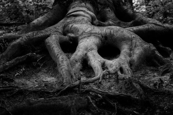roots face, Order of Bards, Ovates & Druids.