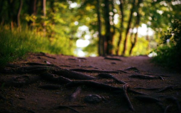 roots trees textures path wallpaper, Order of Bards, Ovates & Druids.