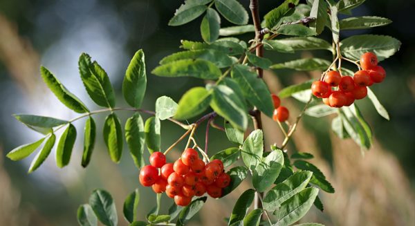 rowan 2703385 1920, Order of Bards, Ovates & Druids.