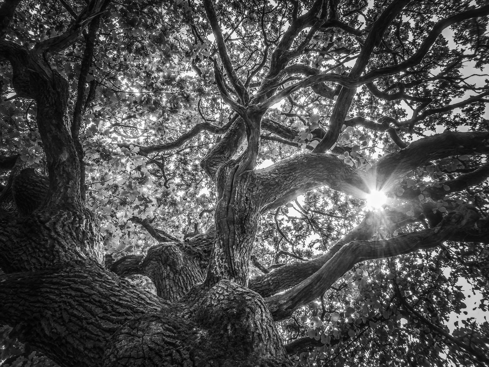 Ruth Rookledge Tree Sun, Order of Bards, Ovates & Druids.