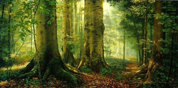 sacred grove, Order of Bards, Ovates & Druids.