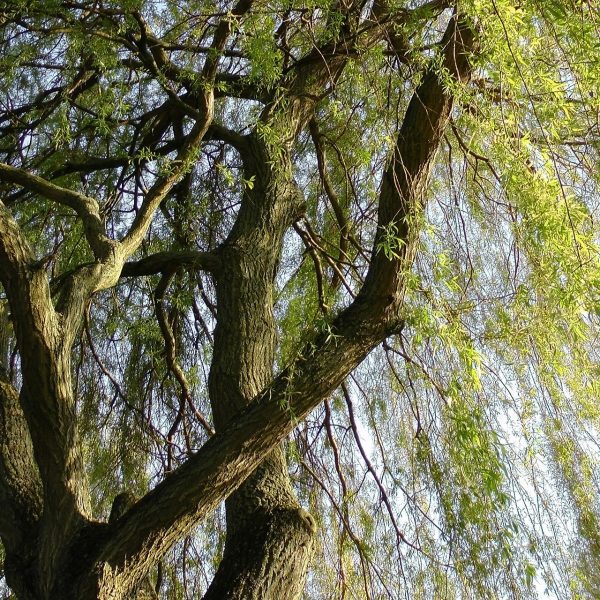 salix alba, Order of Bards, Ovates & Druids.