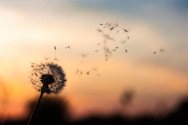 seeds on breeze, Order of Bards, Ovates & Druids.