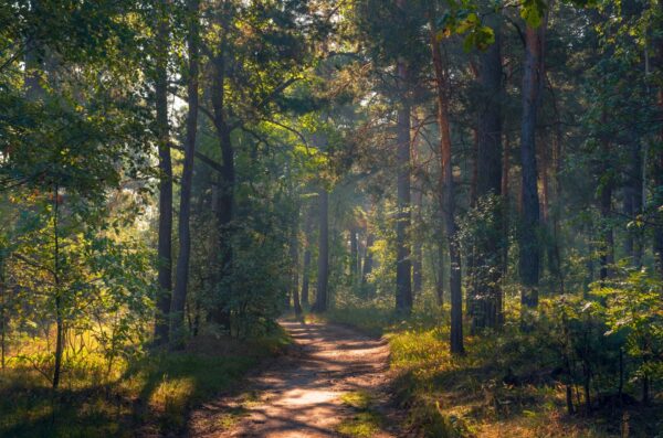 september forest, Order of Bards, Ovates & Druids.