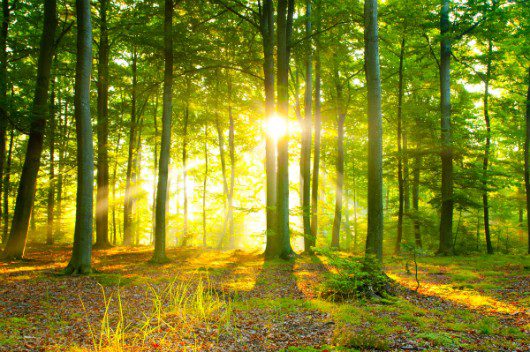 Serenity in the woods mindful walking meditation, Order of Bards, Ovates & Druids.