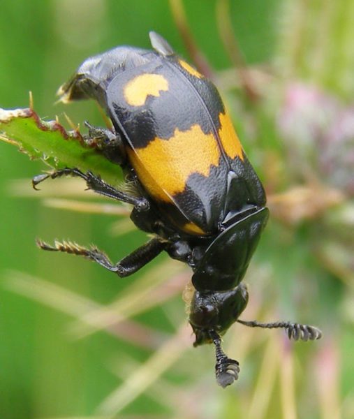 sexton beetle, Order of Bards, Ovates & Druids.