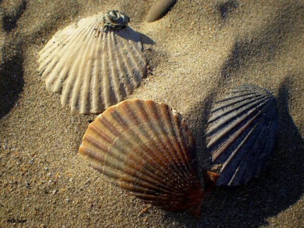 shells in sand, Order of Bards, Ovates & Druids.
