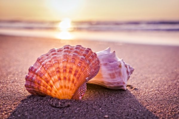 shells on beach, Order of Bards, Ovates & Druids.
