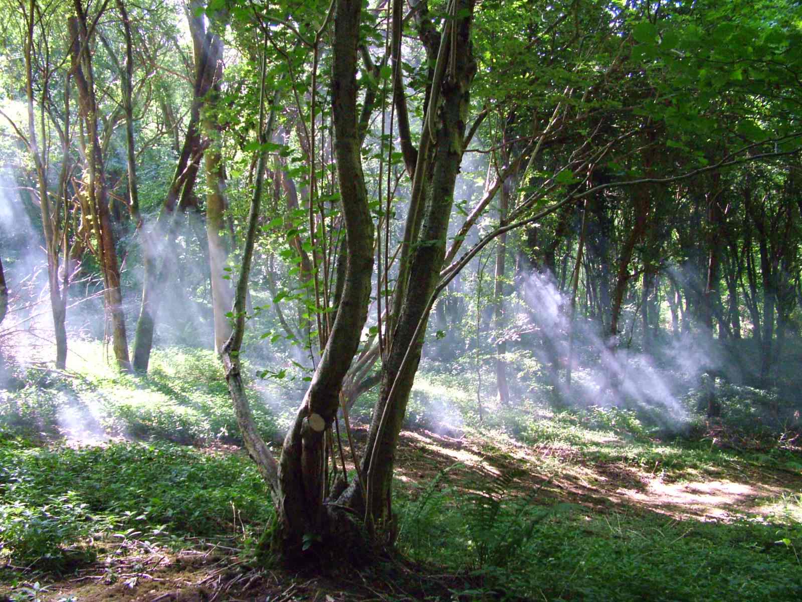 smokeywoods 2 | Order of Bards, Ovates & Druids smokeywoods 2, Order of Bards, Ovates & Druids.