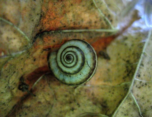 snail on autumn leaf, Order of Bards, Ovates & Druids.
