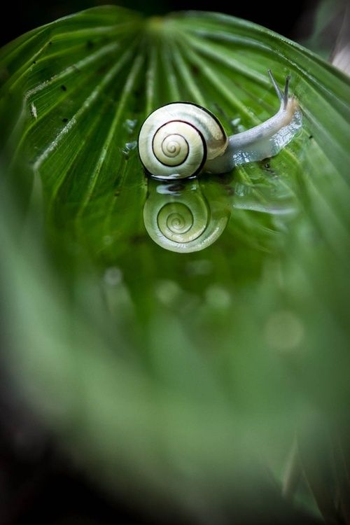 snail reflection, Order of Bards, Ovates & Druids.
