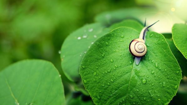 snail spiral, Order of Bards, Ovates & Druids.