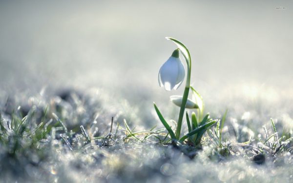 snowdrop frost, Order of Bards, Ovates & Druids.