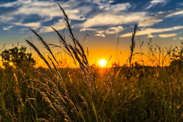 solstice grasses, Order of Bards, Ovates & Druids.