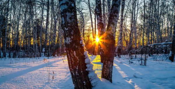 solstice tree gap, Order of Bards, Ovates & Druids.