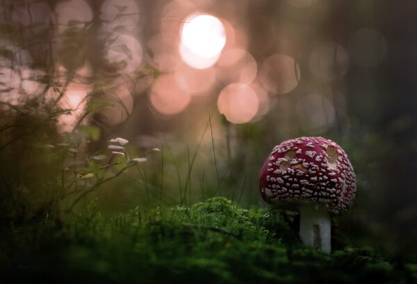 spotty toadstool, Order of Bards, Ovates & Druids.