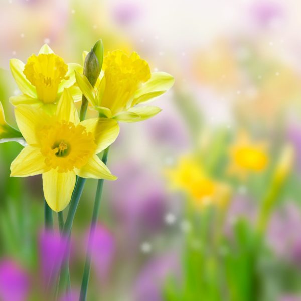 spring, Order of Bards, Ovates & Druids.