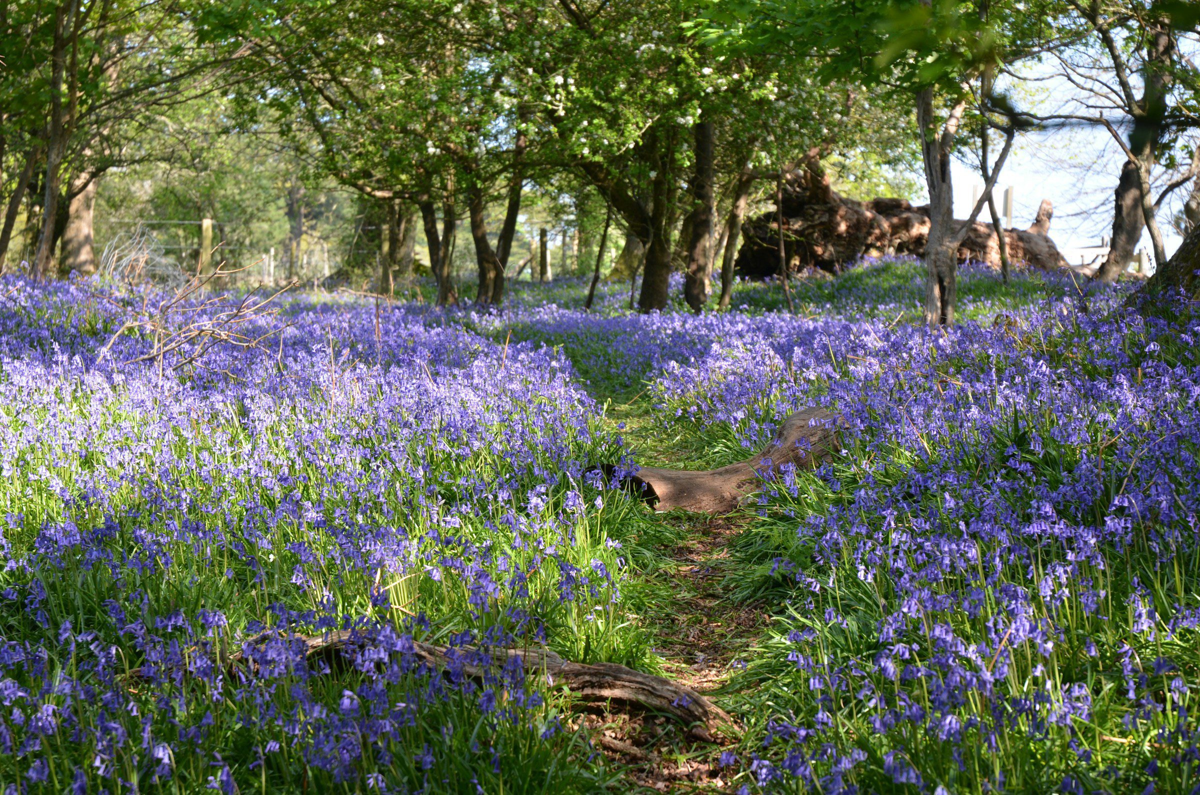 spring bluebells unsplash | Order of Bards, Ovates & Druids spring bluebells unsplash, Order of Bards, Ovates & Druids.