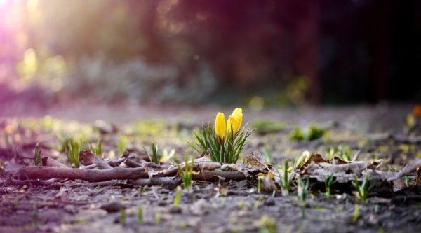 spring flower macro wallpaper 004, Order of Bards, Ovates & Druids.