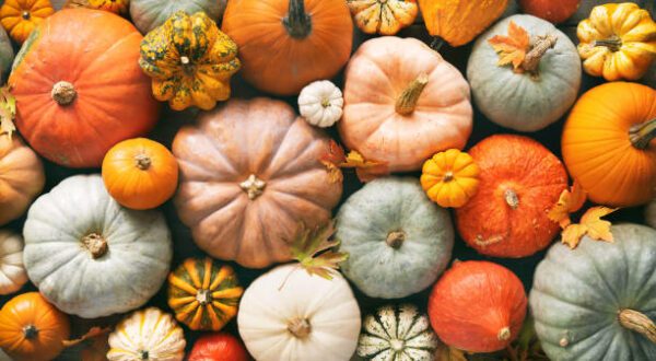 squashes above, Order of Bards, Ovates & Druids.