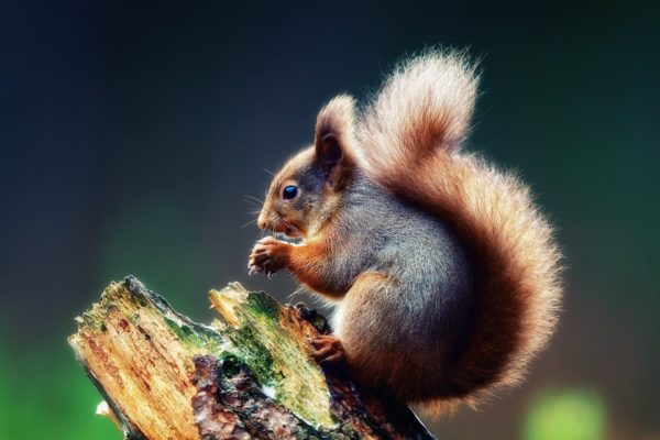 squirrel log, Order of Bards, Ovates & Druids.