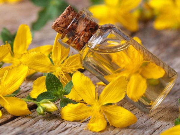 st johns wort, Order of Bards, Ovates & Druids.
