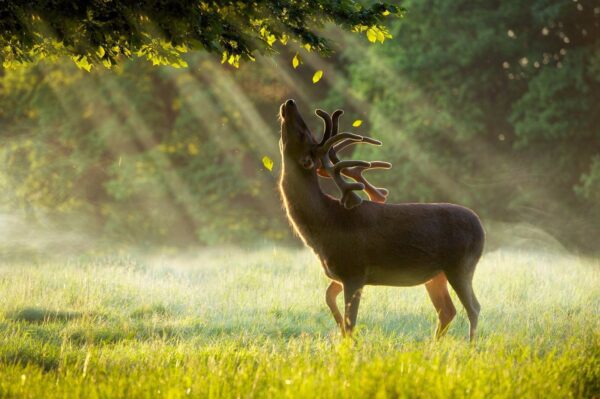 stag light, Order of Bards, Ovates & Druids.