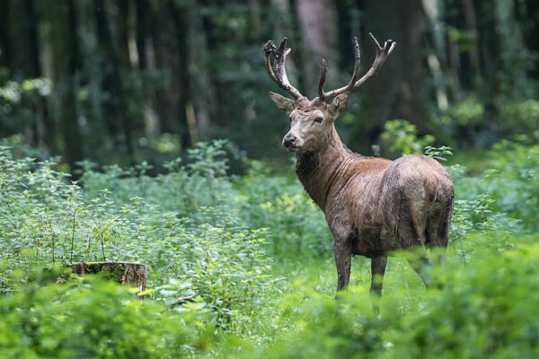 stag wallpaper flare, Order of Bards, Ovates & Druids.