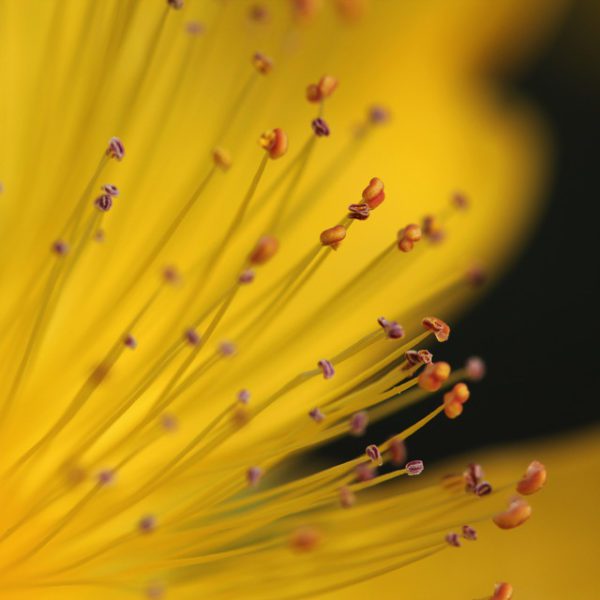 stamen, Order of Bards, Ovates & Druids.