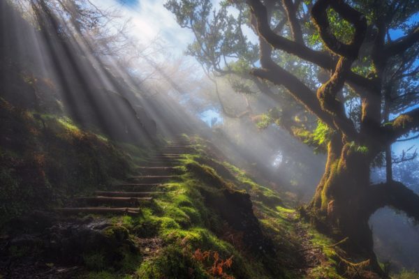 steps rays, Order of Bards, Ovates & Druids.