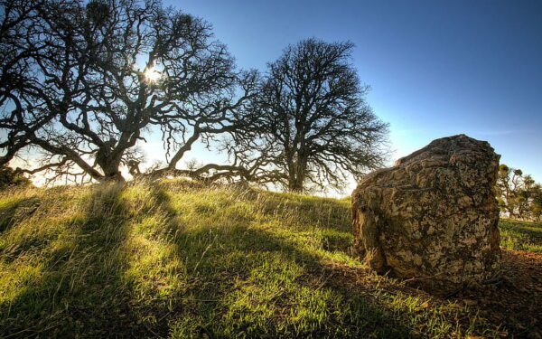 stone tree sun, Order of Bards, Ovates & Druids.