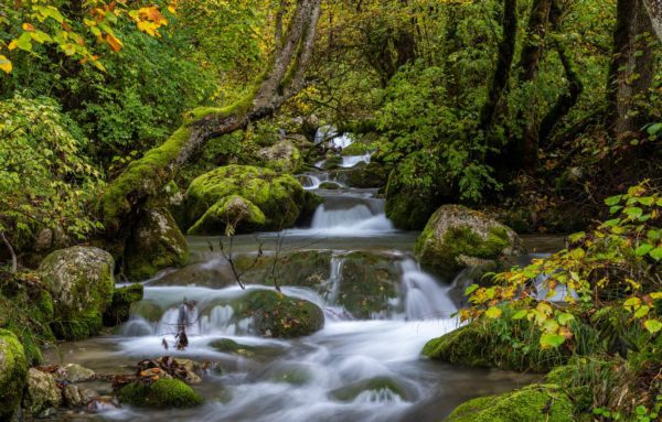 stream forest, Order of Bards, Ovates & Druids.
