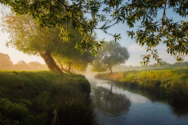 stream trees, Order of Bards, Ovates & Druids.