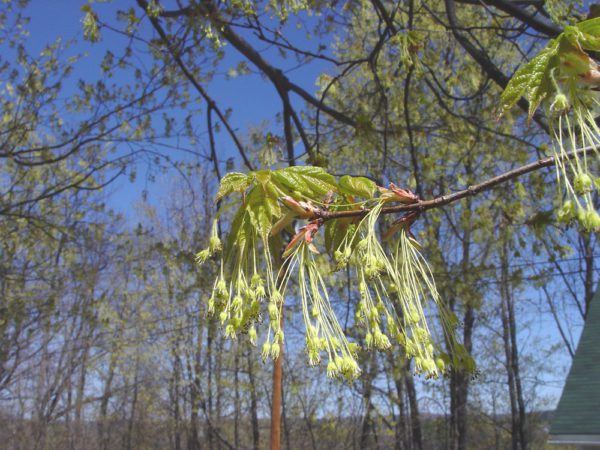 sugar maple flowers, Order of Bards, Ovates & Druids.