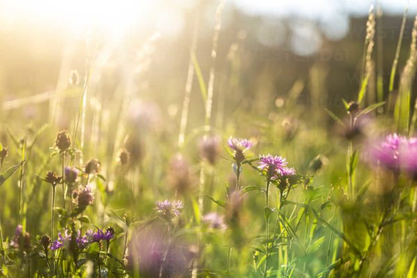 summer meadow at evening twilight SARF03958, Order of Bards, Ovates & Druids.
