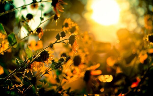sun glow, Order of Bards, Ovates & Druids.