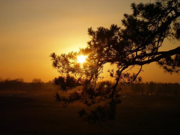 sun pine, Order of Bards, Ovates & Druids.