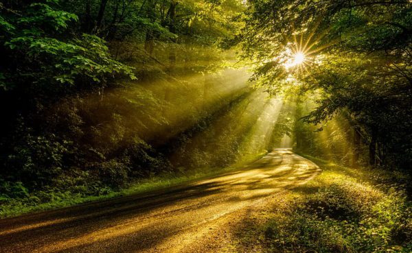sun rays through trees, Order of Bards, Ovates & Druids.