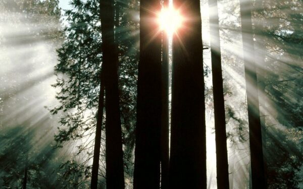 sun star, Order of Bards, Ovates & Druids.
