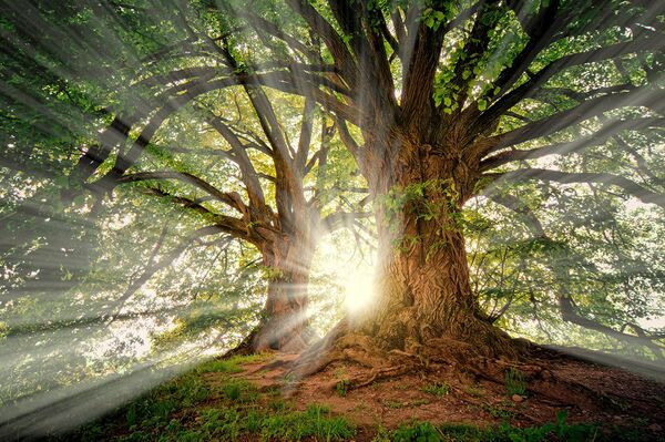 sun tree gateway, Order of Bards, Ovates & Druids.