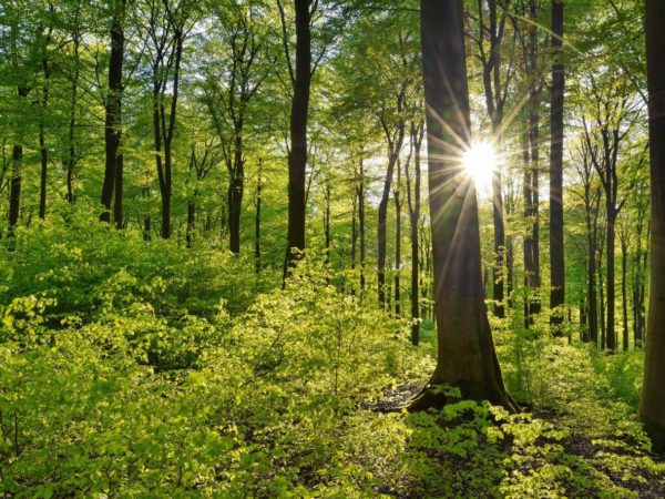 sun trees, Order of Bards, Ovates & Druids.