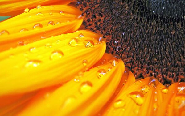 sunflower macro drops, Order of Bards, Ovates & Druids.
