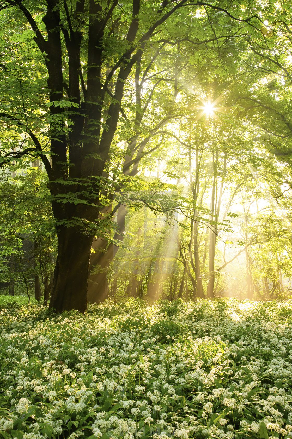 sunrays wild garlc, Order of Bards, Ovates & Druids.