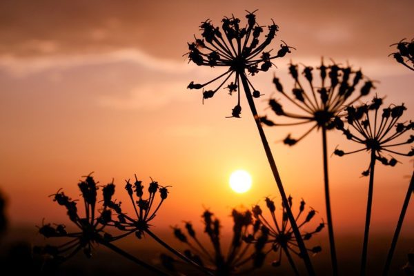 sunset 5596260 960 720, Order of Bards, Ovates & Druids.