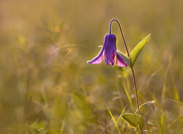 sunset flower nature autumn, Order of Bards, Ovates & Druids.