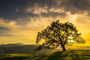 sunset through oak tree.jpg.653x0 q80 crop smart, Order of Bards, Ovates & Druids.