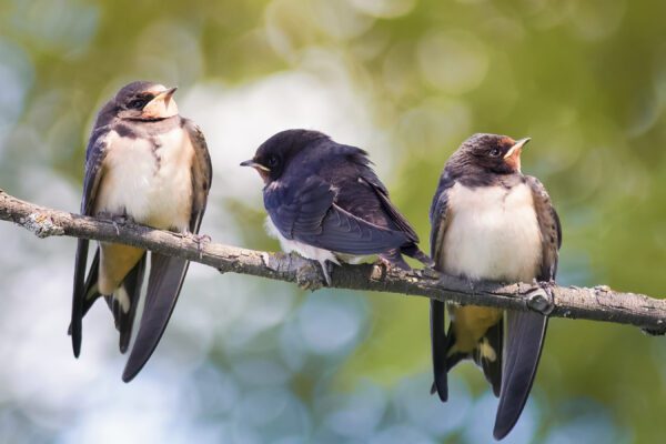 swallows, Order of Bards, Ovates & Druids.