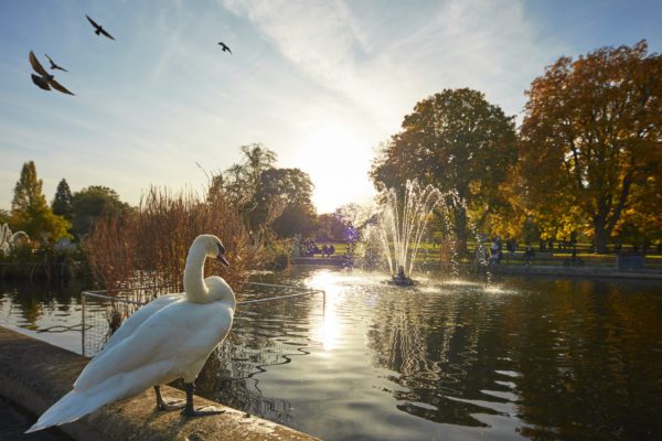 swan fountain, Order of Bards, Ovates & Druids.